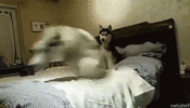 0df7d676-61a8-4a6a-9718-766f799be6fa.gif