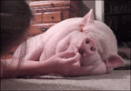 200w.gif