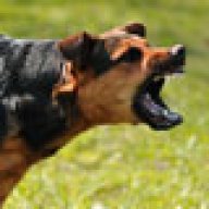 Maddog