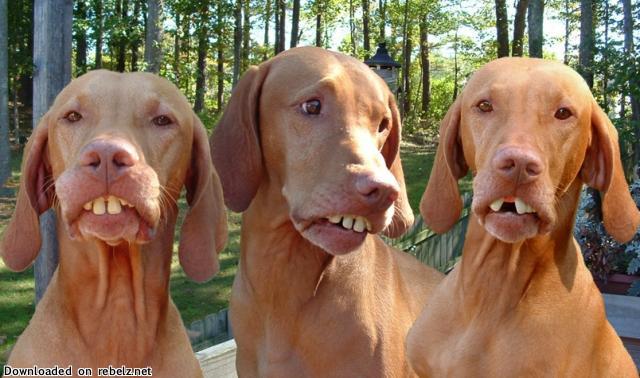 dog_teeth.jpg