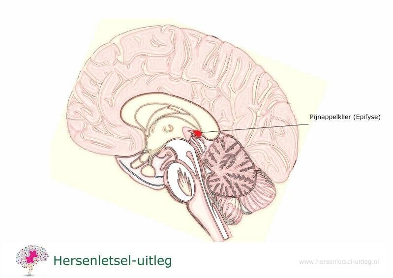 www.hersenletsel-uitleg.nl
